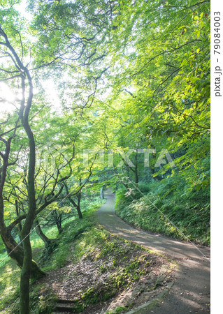 公園の散歩道　木漏れ日　新緑　（打吹公園） 79084003