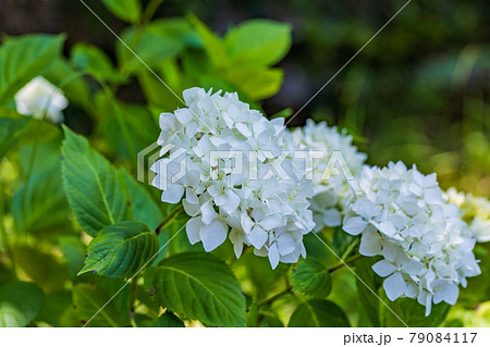 (静岡県)沼津御用邸記念公園 アジサイの季節 (静岡県)沼津御用邸記念公園 アジサイの季節 79084117