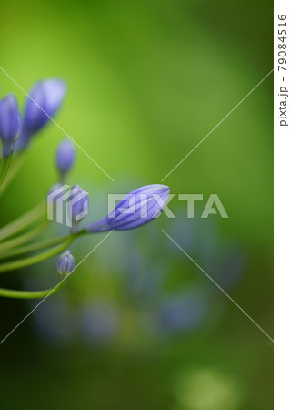 アガパンサス フローレプレノ の蕾の写真素材