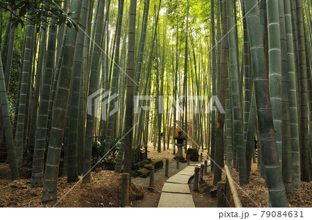 鎌倉 初秋の報国寺 鎌倉 初秋の報国寺 79084631