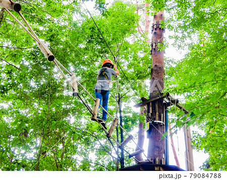 木の上のアスレチック 79084788
