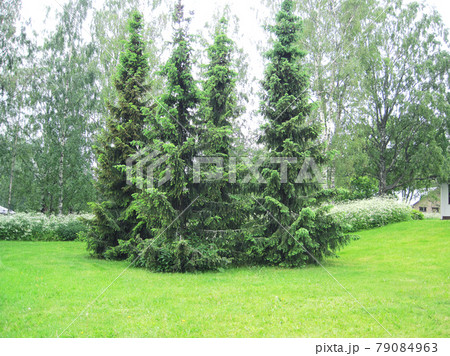 イッタラ村のオウシュウトウヒ(Picea abies) 79084963