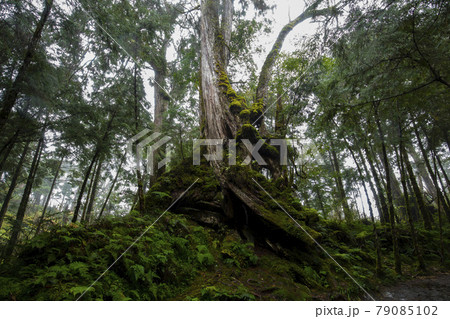 台湾 神木 御神木 79085102