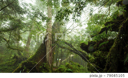 台湾 神木 御神木 79085105
