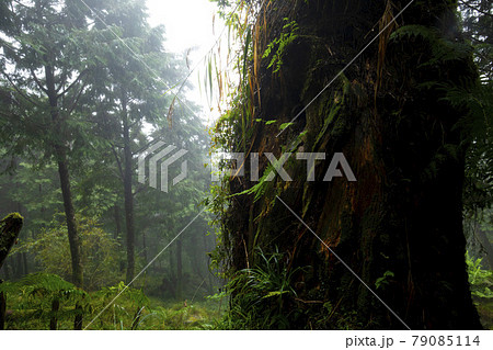 台湾 神木 御神木 79085114