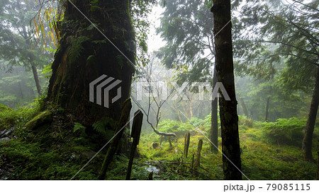 台湾 神木 御神木 79085115