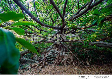 室戸ジオパーク　アコウの木 79085562