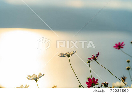 夕日と秋桜　【長野県】 79085869