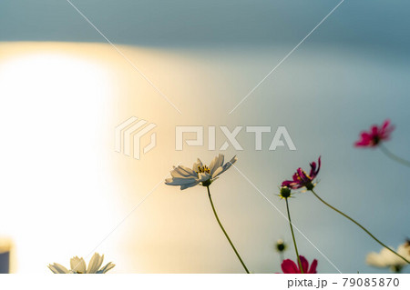 夕日と秋桜 【長野県】 夕日と秋桜 【長野県】 79085870