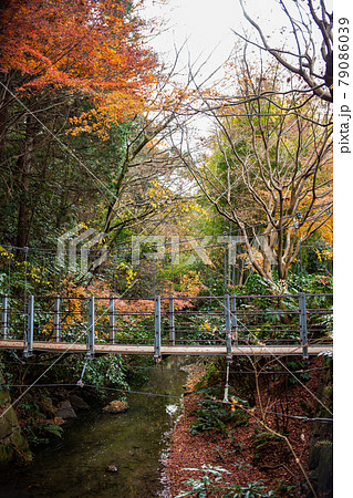 帷子川親水緑道の紅葉 79086039