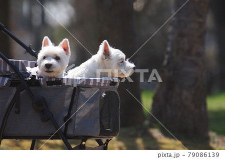 お散歩カートに乗った2匹の小型犬 お散歩カートに乗った2匹の小型犬 79086139