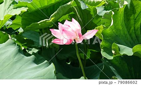 不忍の池に咲く蓮の花 79086602