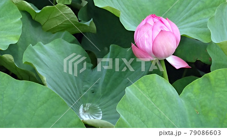 不忍池の蓮の花の蕾と水滴 79086603