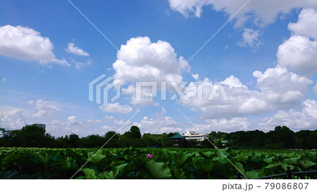青空の不忍の池と蓮の花 青空の不忍の池と蓮の花 79086807