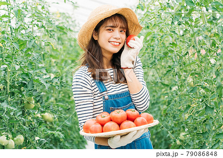 トマトを収穫する女性 79086848