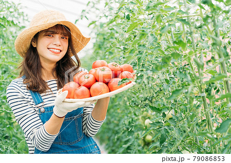 トマトを収穫する女性 79086853