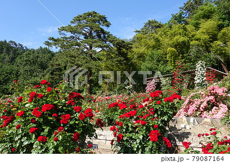 バラ 薔薇 ばら 東沢バラ公園 バラ 薔薇 ばら 東沢バラ公園 79087164