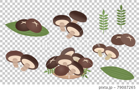 しいたけ盛り合わせ シイタケのイラストセット しいたけ盛り合わせ シイタケのイラストセット 79087265