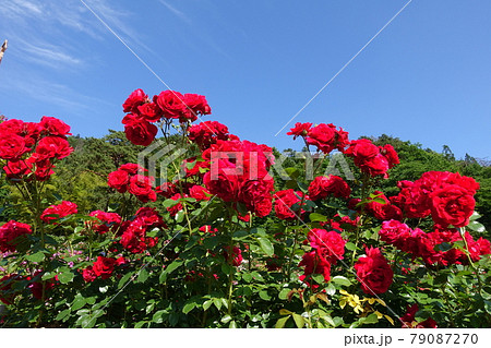 満開のバラ　薔薇　ばら 79087270