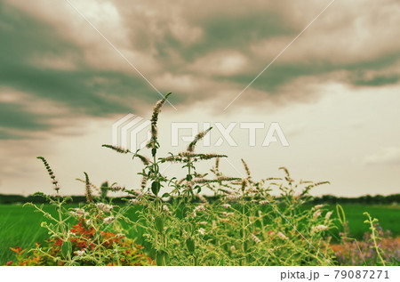 大空に向かうアップルミント 79087271