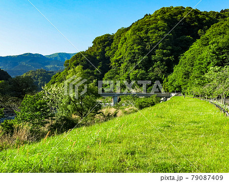 丹沢 山北町 河内川の堤防 丹沢 山北町 河内川の堤防 79087409