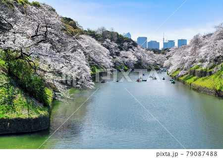 東京都　千鳥ヶ淵　満開の桜 79087488