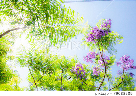 南国の太陽の下の緑と紫のジャカランダ 79088209