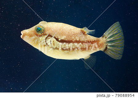 キタマクラ フグ キタマクラ フグ 79088954