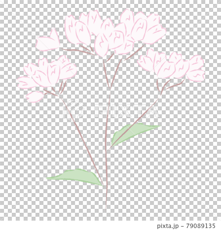 Illustration of Fujibakama 79089135