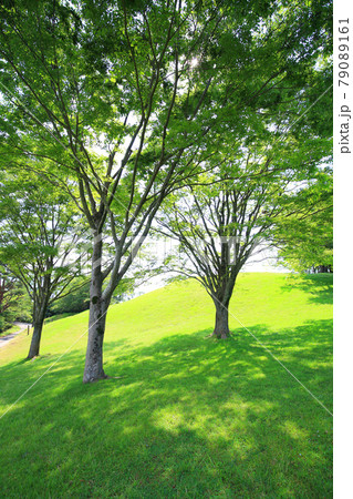新緑の木々と芝 79089161