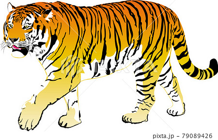 虎のイラスト 虎のイラストのイラスト素材 [81595790] - PIXTA