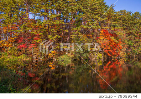 福島裏磐梯の秋 紅葉の五色沼湖沼群 柳沼 福島裏磐梯の秋 紅葉の五色沼湖沼群 柳沼 79089544
