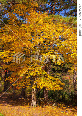 福島裏磐梯の秋 紅葉の五色沼湖沼群 福島裏磐梯の秋 紅葉の五色沼湖沼群 79089547
