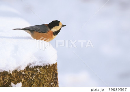 雪景色のヤマガラ 79089567