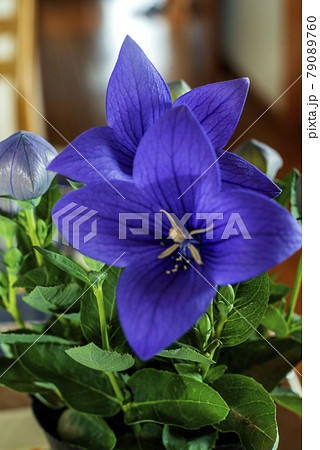 キキョウの花のクローズアップ 79089760