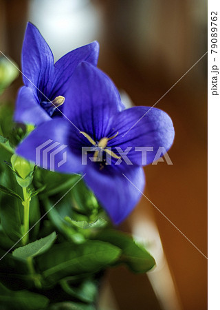 キキョウの花のクローズアップ 79089762