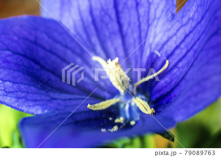 キキョウの花のクローズアップ 79089763