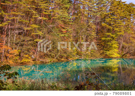 福島裏磐梯の秋　紅葉の五色沼湖沼群　青沼 79089801