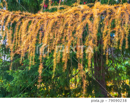 Larch branches in autumn on green and yellow leaves background Larch branches in autumn on green and yellow leaves background 79090238