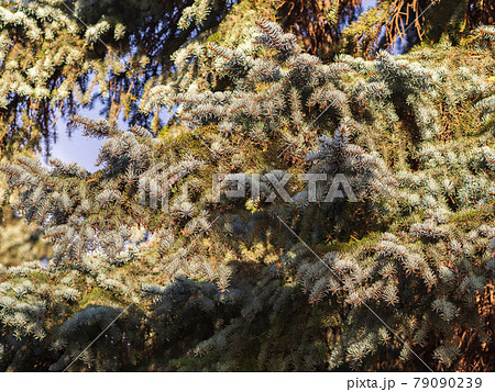 Background of green spruce branches in sunset light 79090239