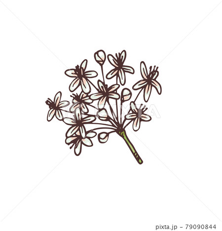 Ginseng inflorescence, hand drawn engraving vector illustration isolated. 79090844
