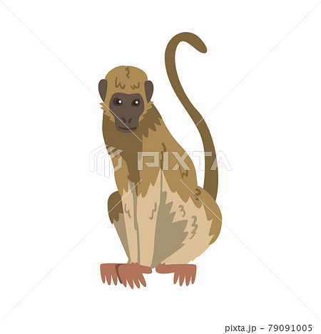 Capuchin Monkey as Omnivorous Ape with Light Brown Back and Creamy Underside Vector Illustration Capuchin Monkey as Omnivorous Ape with Light Brown Back and Creamy Underside Vector Illustration 79091005