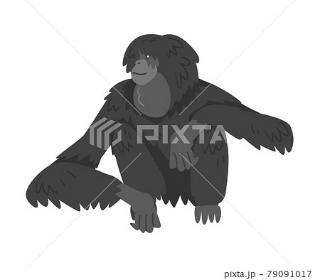 Siamang Monkey as Arboreal, Black-furred Gibbon Vector Illustration Siamang Monkey as Arboreal, Black-furred Gibbon Vector Illustration 79091017