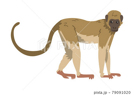 Capuchin Monkey as Omnivorous Ape with Light Brown Back and Creamy Underside Vector Illustration 79091020