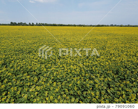 A picturesque field of sunflowers under a blue sky, aerial view. A farm field on a hot summer day, landscape. 79091060