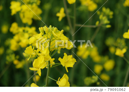 A stem of a blooming rapeseed, close-up. Yellow flowers. 79091062