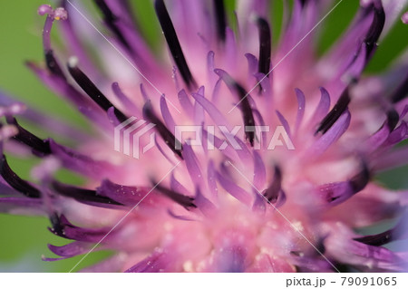 Purple flower of a mountain cornflower. Mountain cornflower bud, close-up. Macro image of a flower. Purple flower of a mountain cornflower. Mountain cornflower bud, close-up. Macro image of a flower. 79091065