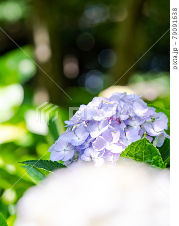 梅雨時期の景色 美しいアジサイの写真素材