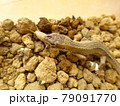 コオロギを捕食するニホンカナヘビ 79091770