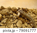 コオロギを捕食するニホンカナヘビ 79091777